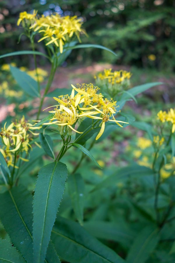 Senecio ovatus subsp. alpestris / Senecione alpestre